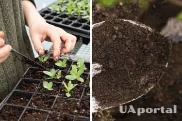Не упустите момент: что нужно посеять во второй половине марта