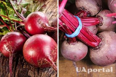 Урожай будете собирать ведрами: как правильно высадить свеклу в почву