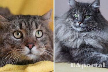 Which cat breeds are the most gentle