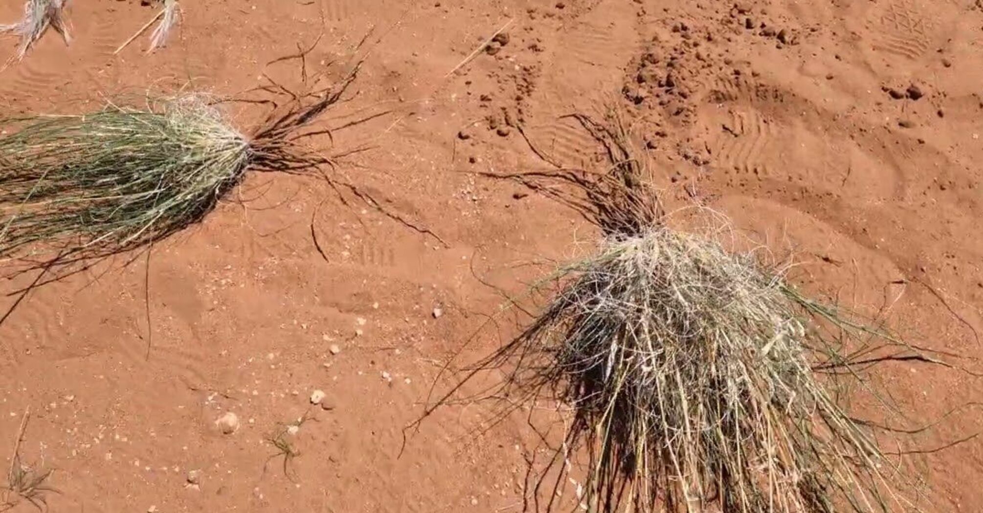Ученые раскрыли загадку 'зон смерти' в пустыне Намиб