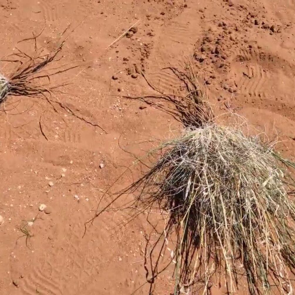 Вчені розкрили загадку 'зон смерті' у пустелі Наміб 