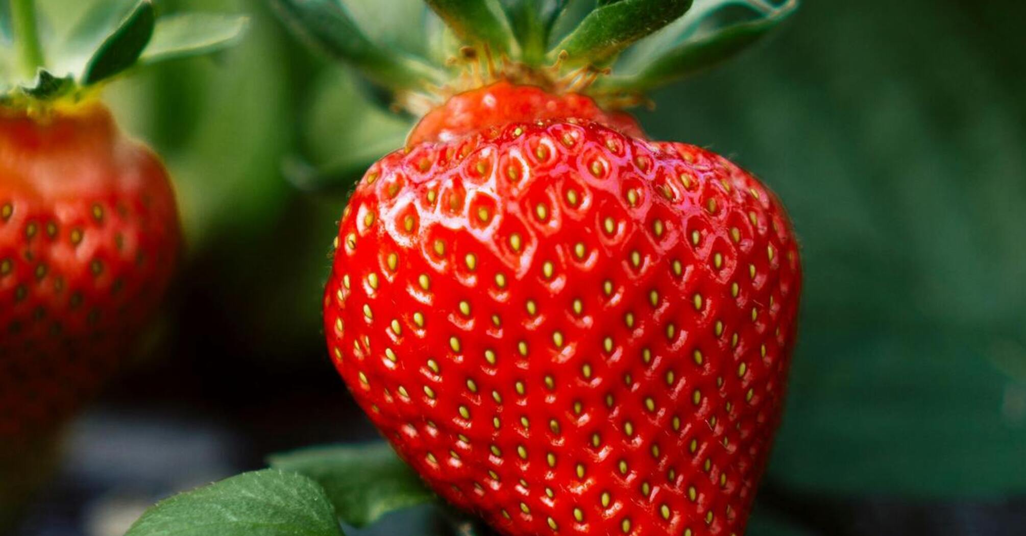 Секрети вирощування гігантських ягід: поради для отримання щедрого врожаю полуниці