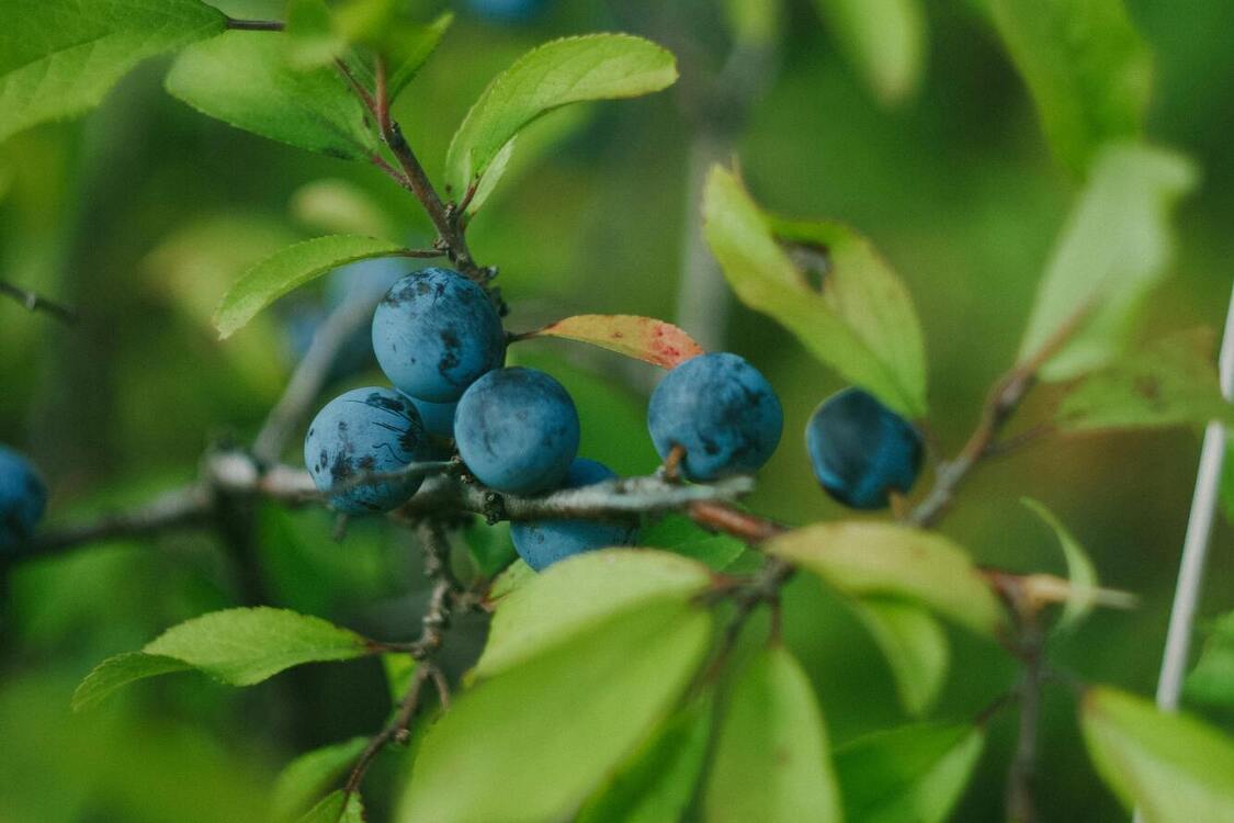 Секрети вирощування лохини: поради, як підживлювати для щедрого урожаю
