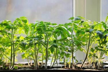 Что делать, чтобы рассада помидоров не желтела