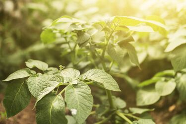 Как правильно удобрять картофель, чтобы обеспечить оптимальный рост