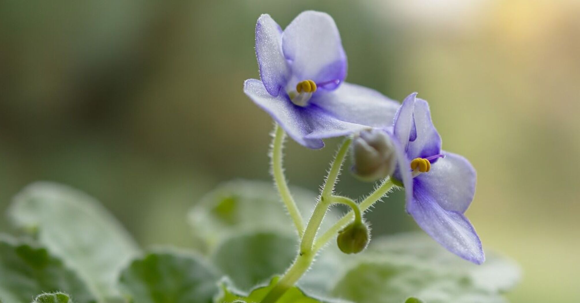 Чем удобрить фиалки для пышного цветения: три натуральных средства от экспертов