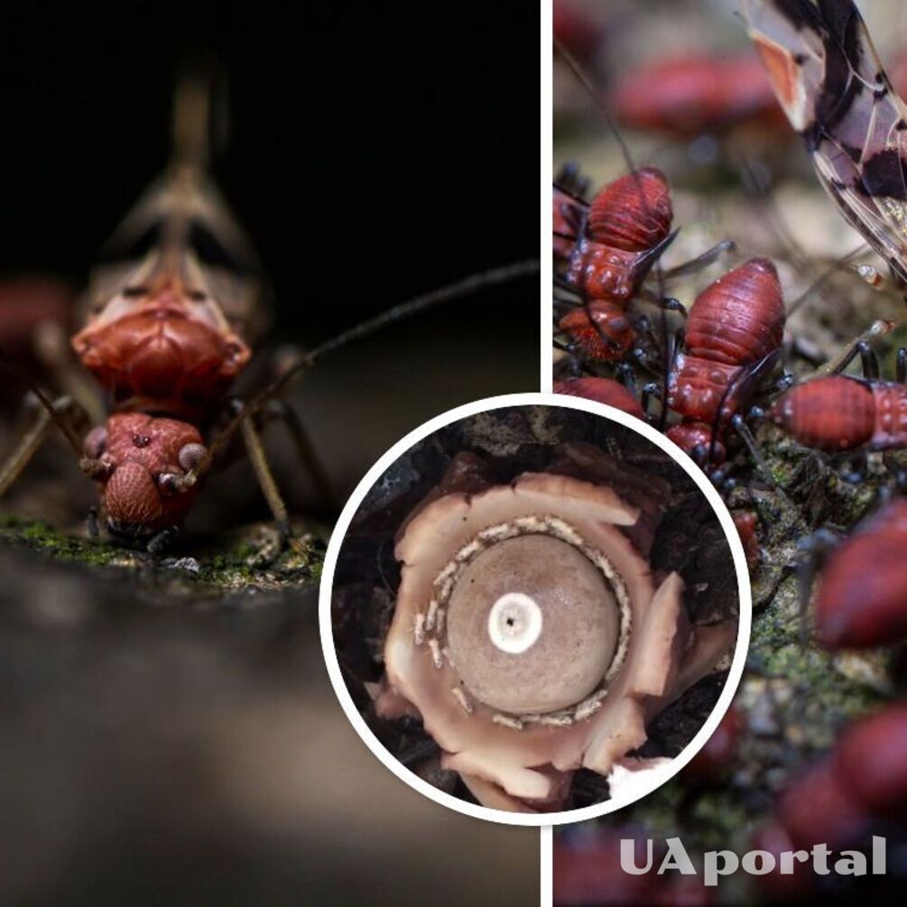 Термиты попали в ловушку 'спирали смерти' (видео)