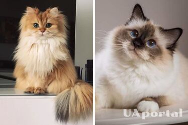 Які породи кішок найбільше люблять грати з людьми