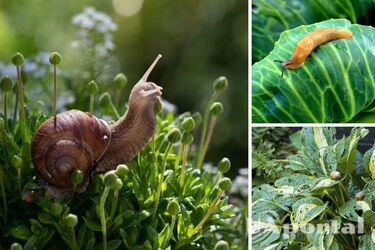 Vaseline is needed: how to save potted outdoor plants from slugs