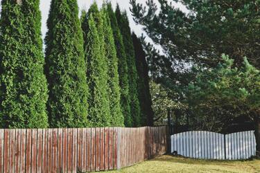 Туя возле дома – суеверия и мифы