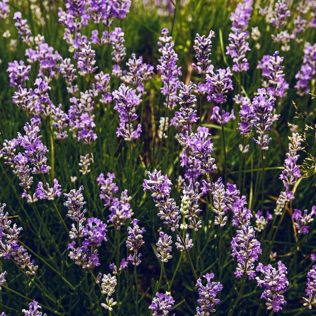 Вирощування лаванди: секрети успішної посадки та догляду