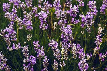 What to remember when planting a plant