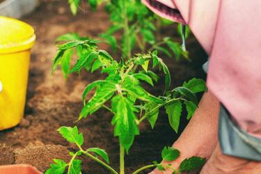 Secrets of sowing tomatoes