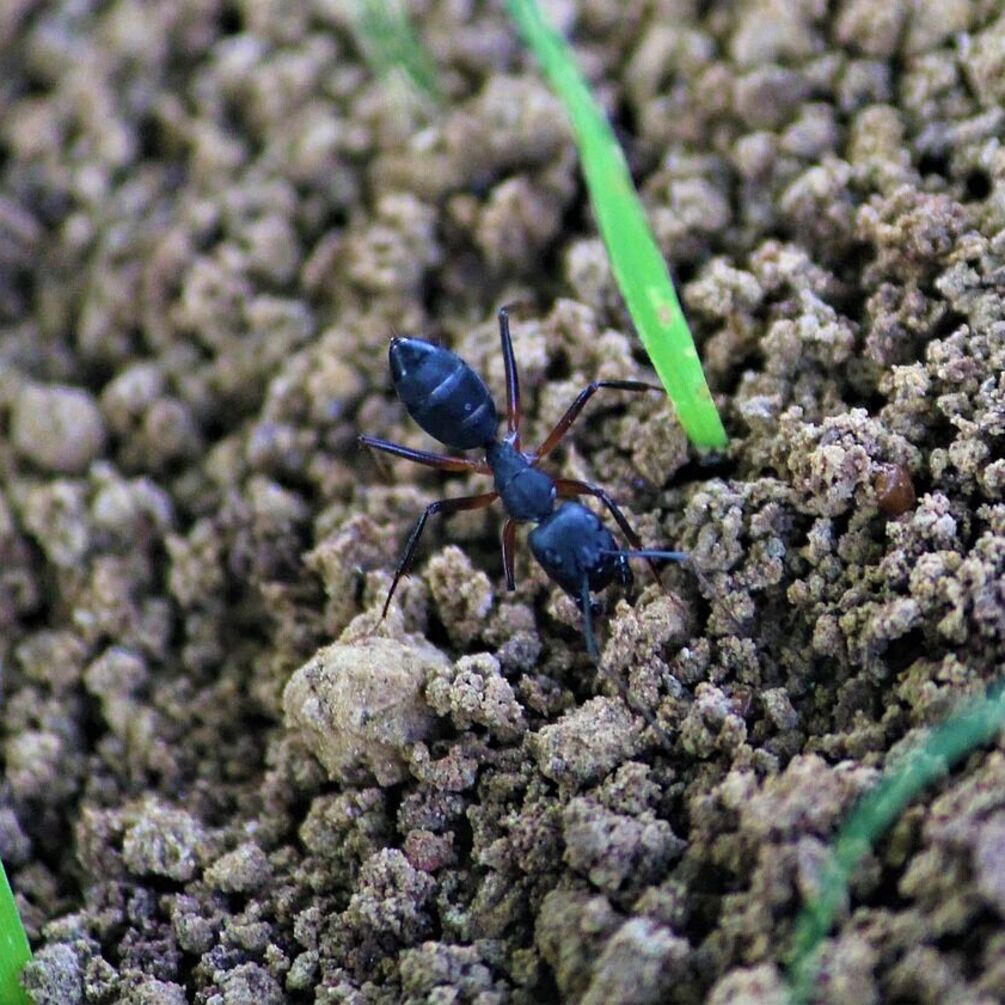 Як позбутися зграй мурах на городі без хімії: старий секрет дачників