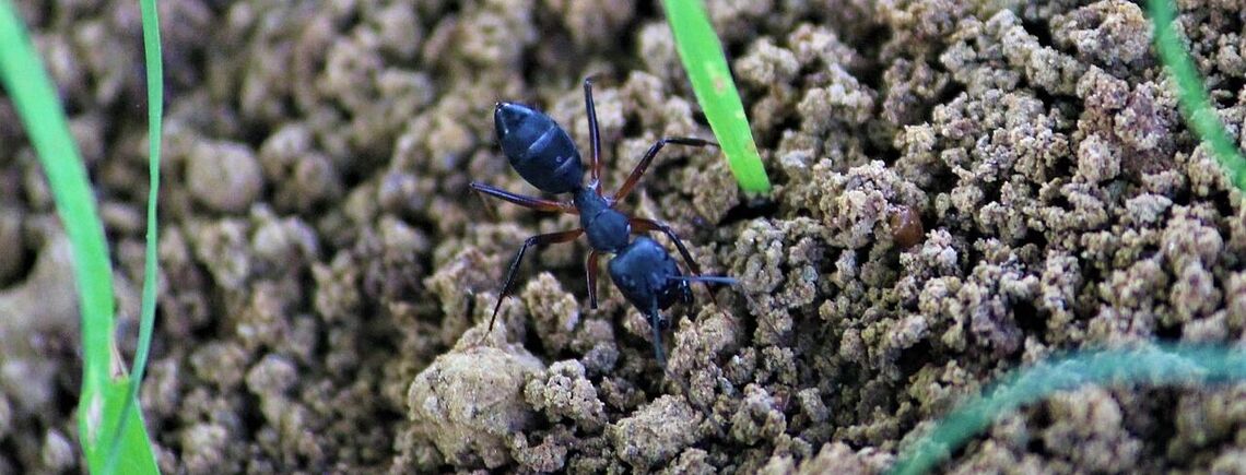 Как избавиться от стай муравьев на огороде без химии: старый секрет дачников