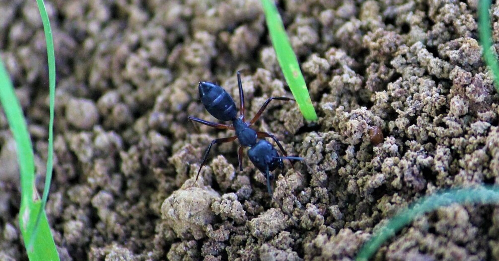 Как избавиться от стай муравьев на огороде без химии: старый секрет дачников