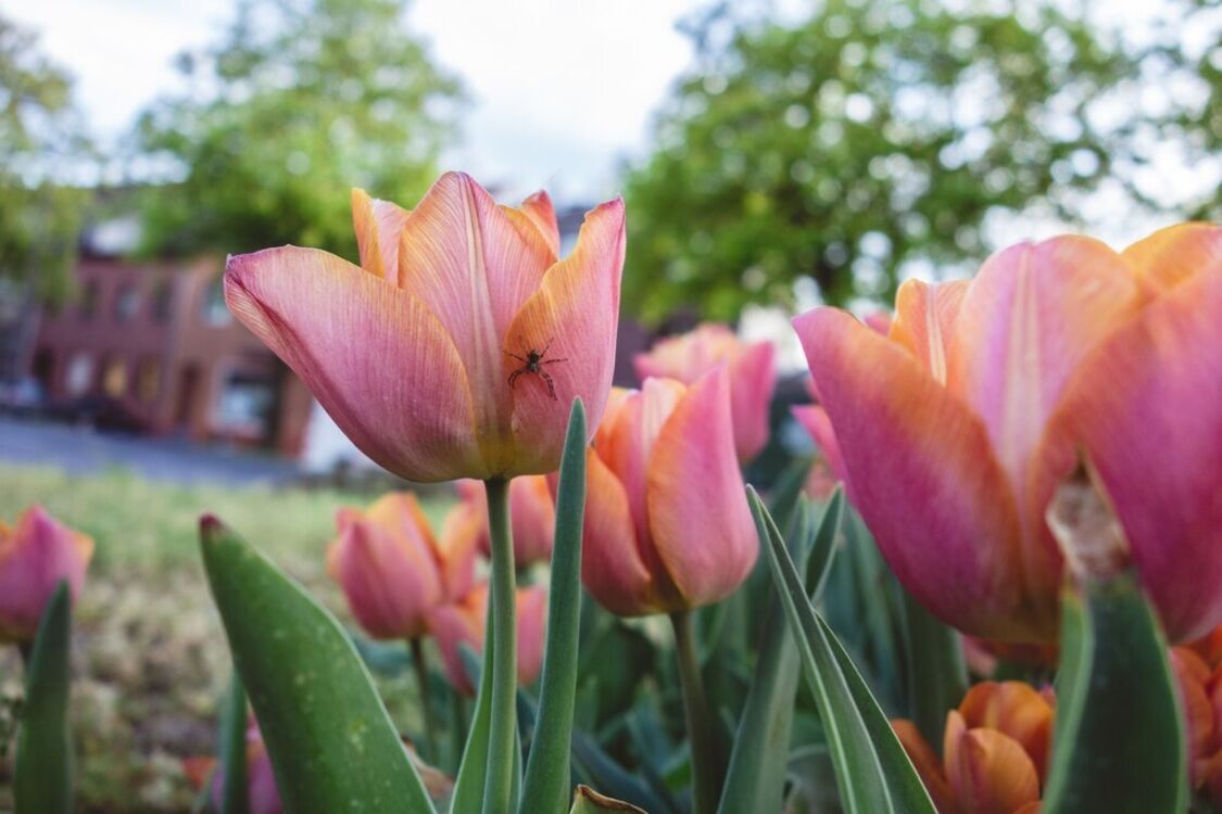 Секреты садоводства: эксперты рассказали, когда лучше высаживать тюльпаны