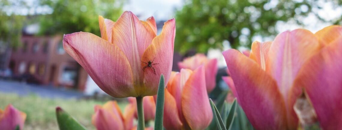 Секреты садоводства: эксперты рассказали, когда лучше высаживать тюльпаны