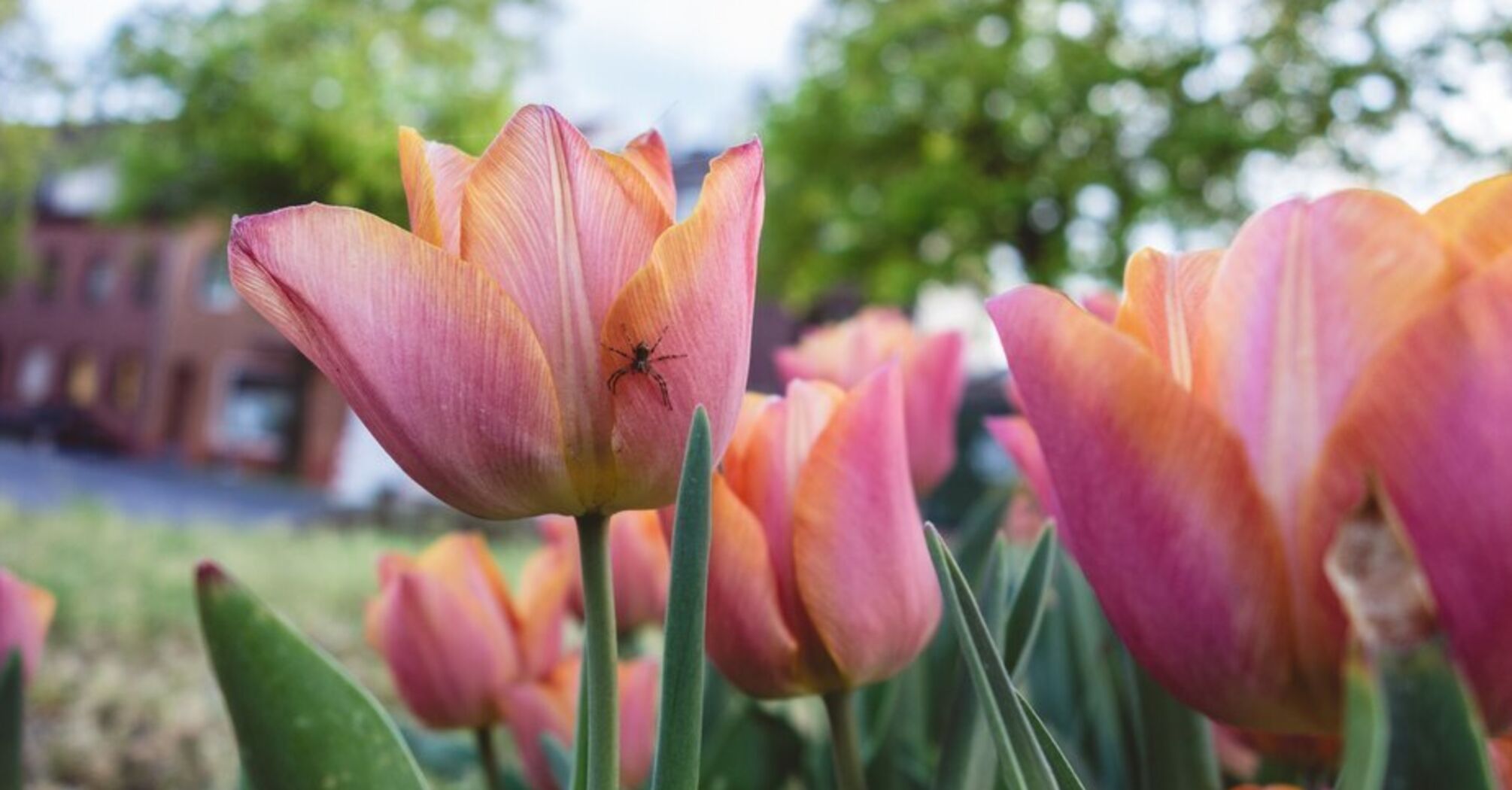 Секрети садівництва: експерти розповіли, коли найкраще висаджувати тюльпани