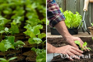 Что можно сажать в марте в открытую почву: список от профессиональных огородников