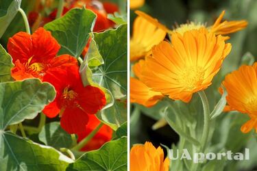 Садоводы назвали цветы, которые стоит посадить сейчас: будут радовать глаз все лето