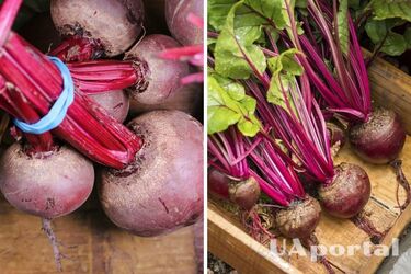 Чому не можна зберігати буряки в холодильнику
