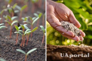 Як удобрити помідори та перець перед посадкою розсади