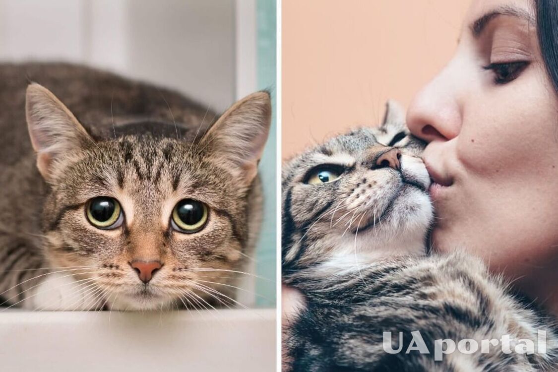 У світі відзначають День поваги до котів: ветеринари підказали, як помиритися з котом, який ображається