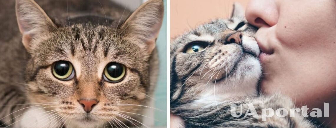 В мире отмечают День уважения к кошкам: ветеринары подсказали, как помириться с обижающимся котом