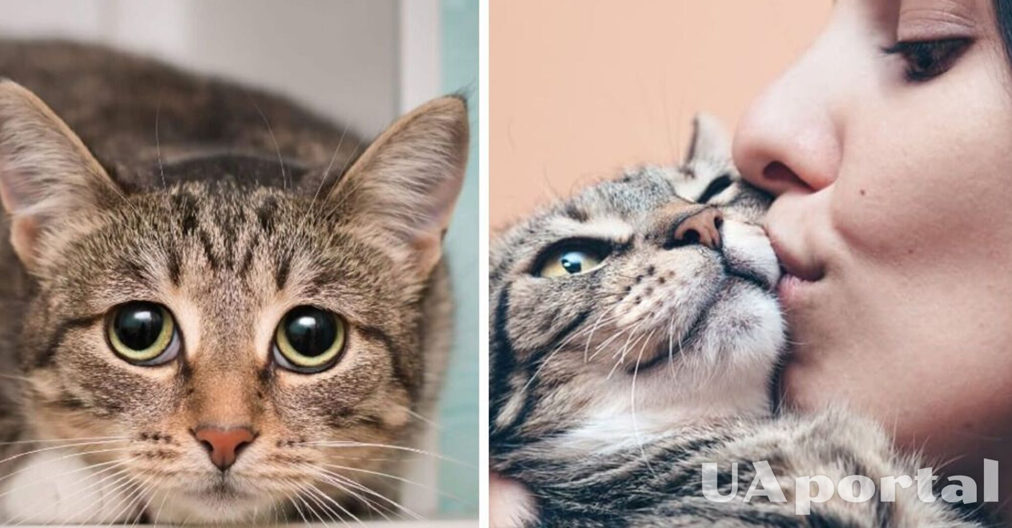 В мире отмечают День уважения к кошкам: ветеринары подсказали, как помириться с обижающимся котом
