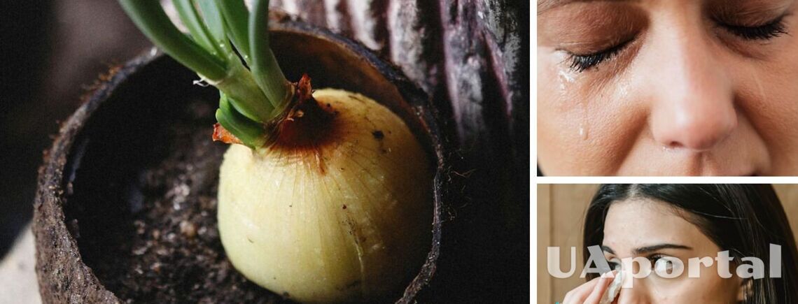 Why Onions Make Us Cry: What Science Says