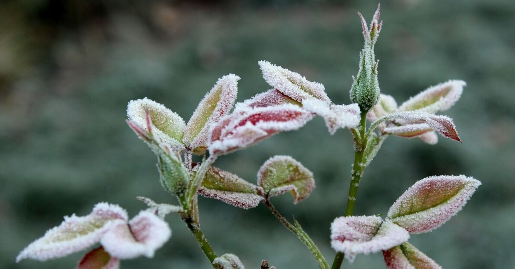 Секрети садівників: як зберегти рослини здоровими попри весняні заморозки