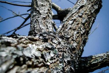 Как правильно обрезать орех