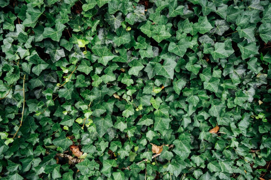 Advantages and disadvantages: using ivy as a hedge