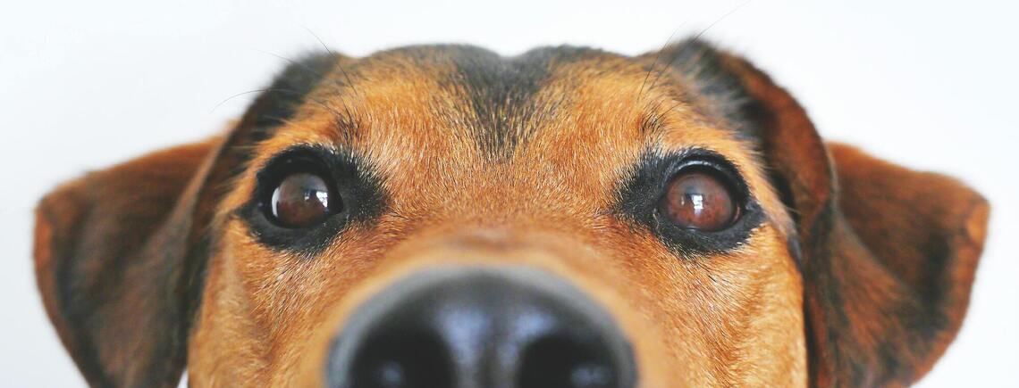Потомки волков: топ-5 интересных фактов о собаках, которые могут удивить