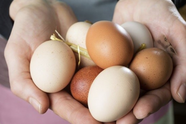 Почему нельзя занимать куриные яйца