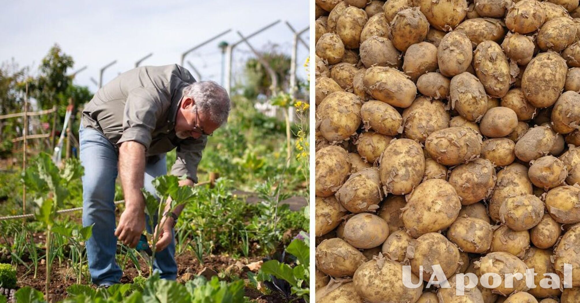 Збирайте врожай вже у червні: як виростити картоплю через розсаду