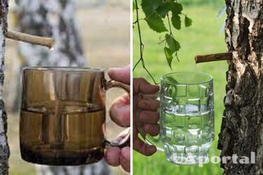 Улучшает работу иммунной системы и борется с камнями в почках: почему следует регулярно пить березовый сок