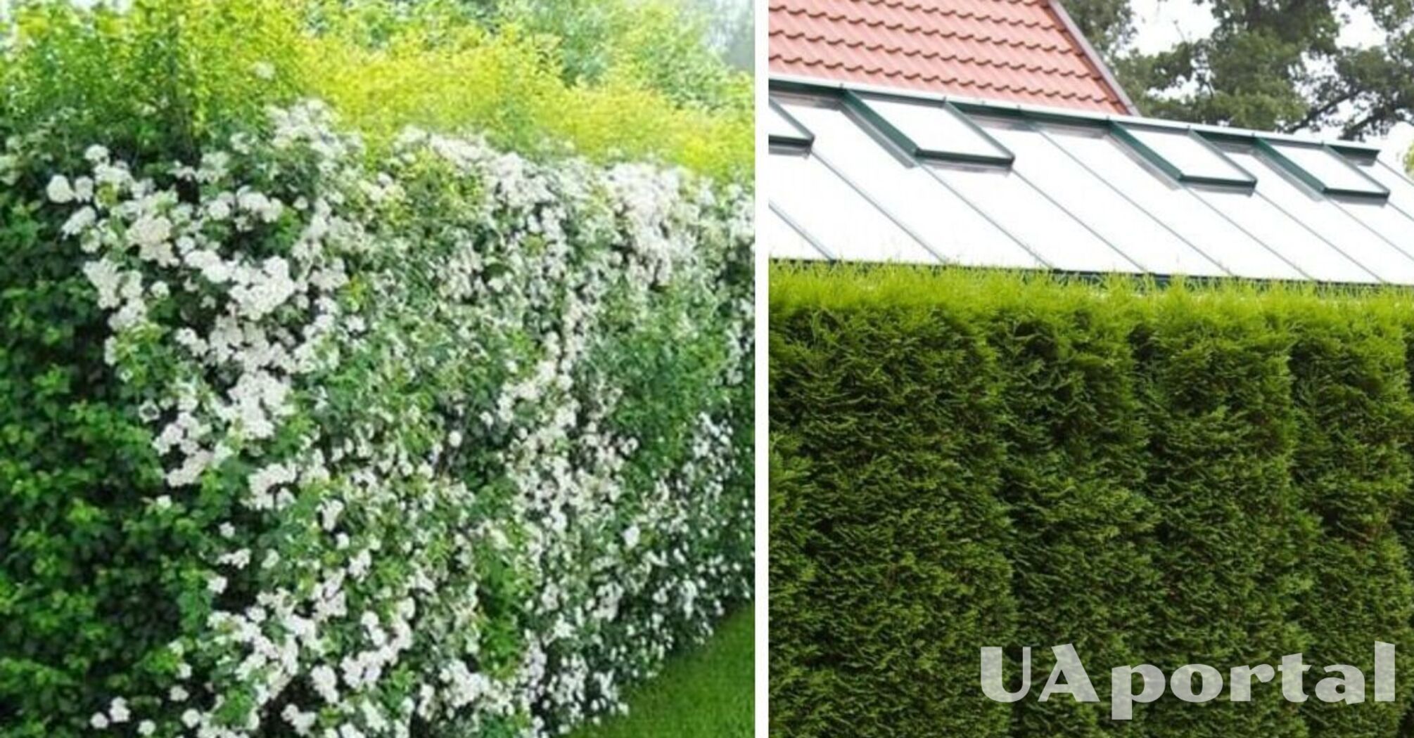 What trees and plants can be used to make a living fence