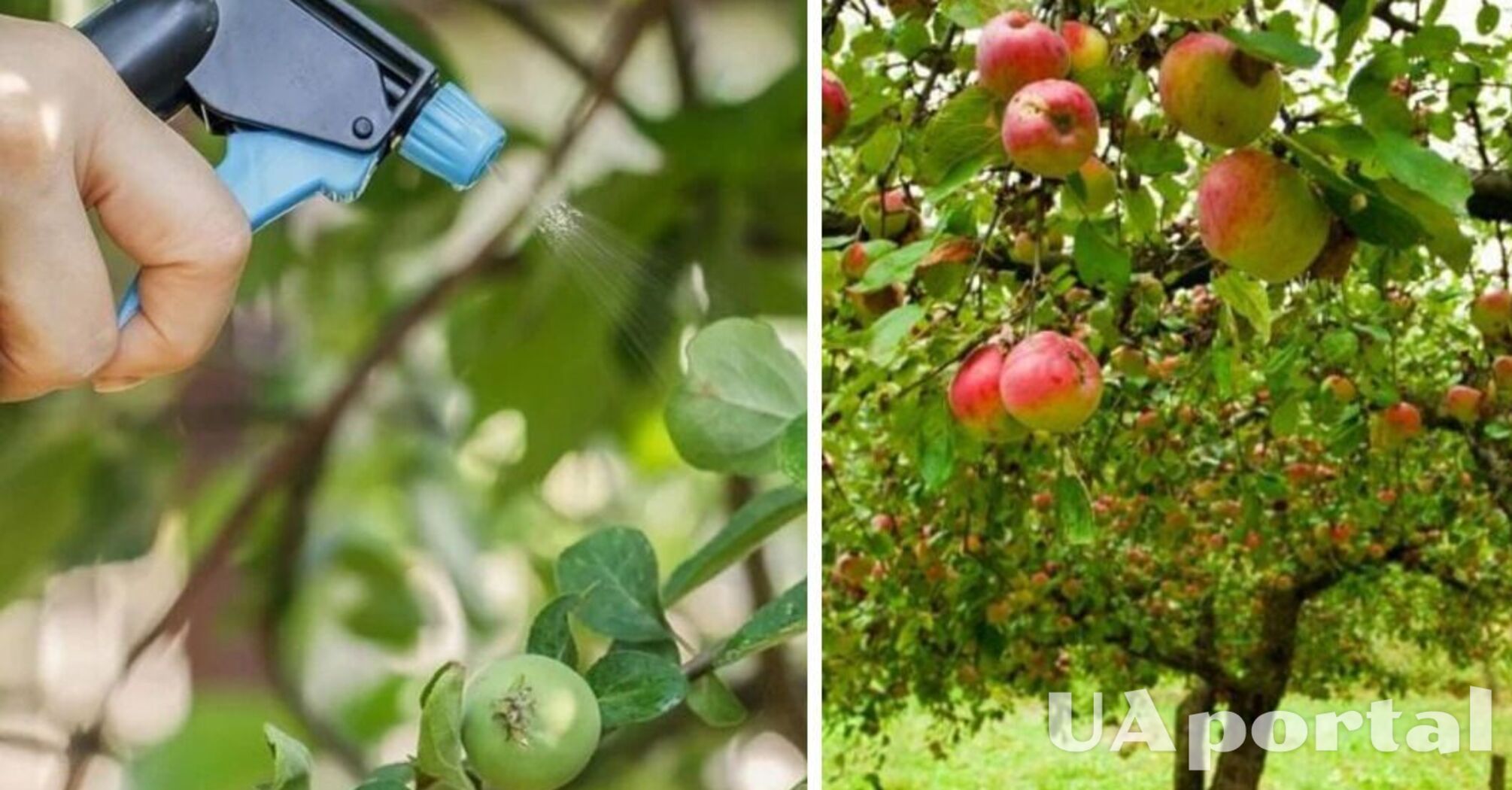 Как правильно обрабатывать деревья яблони от вредителей
