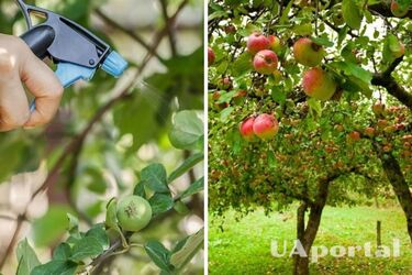 Як правильно обробляти дерева яблуні від шкідників