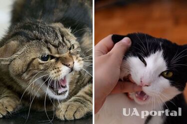 Почему коты и кошки кусают своих хозяев