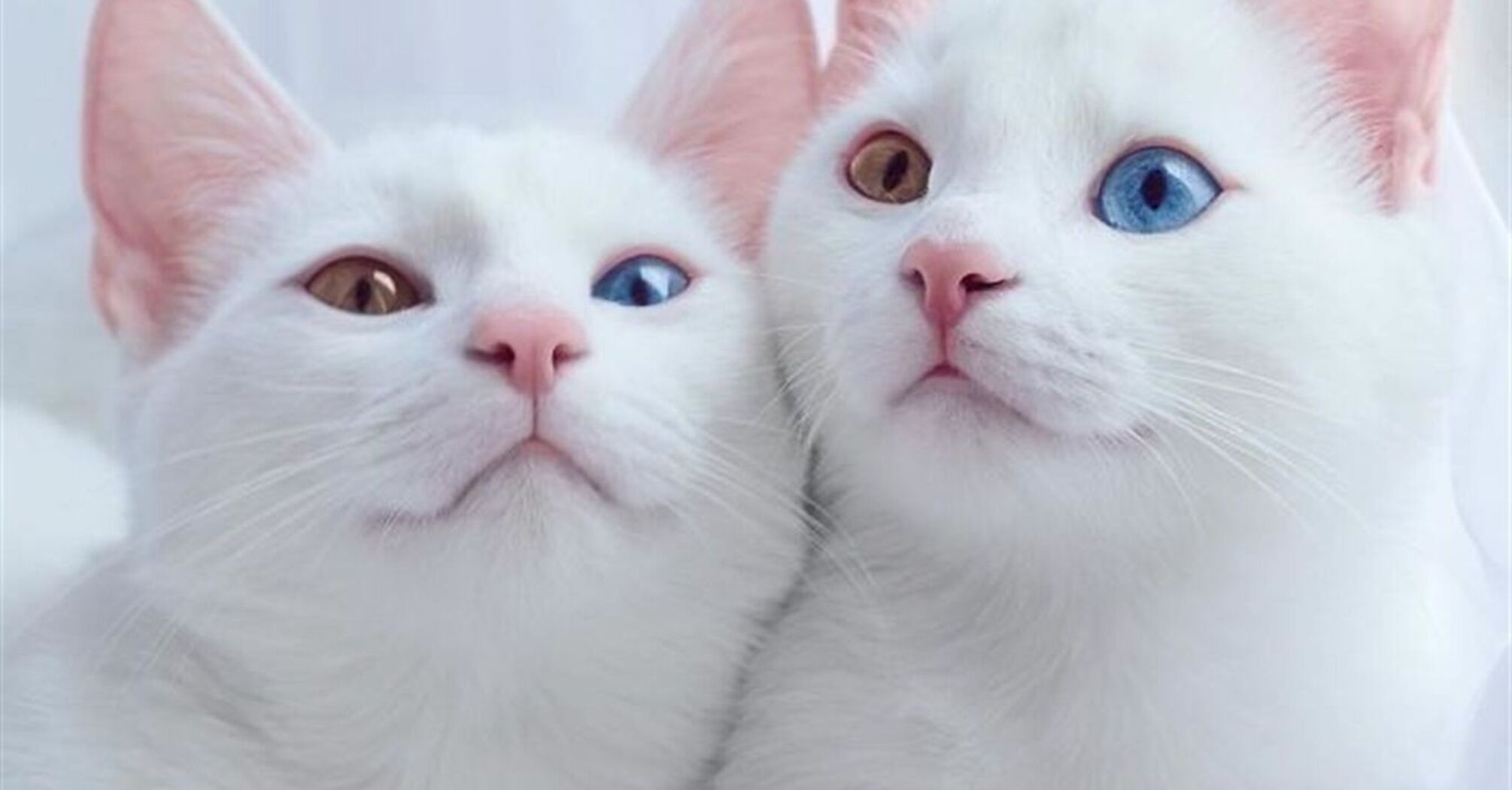 Вчені виявили, що люди неправильно розуміють поведінку голос кішок і кішок