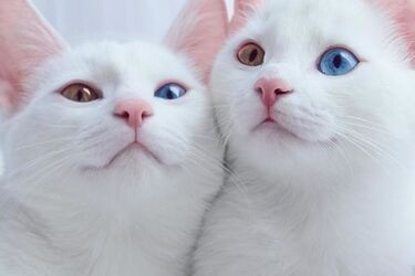 Naukowcy odkryli, że ludzie źle rozumieją zachowanie i głos kotów