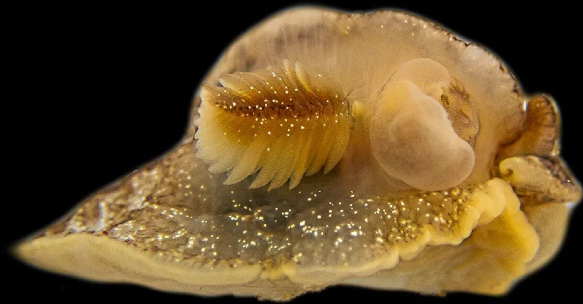 Nowy gatunek ślimaków morskich odkryty przypadkowo w Wielkiej Brytanii (foto)
