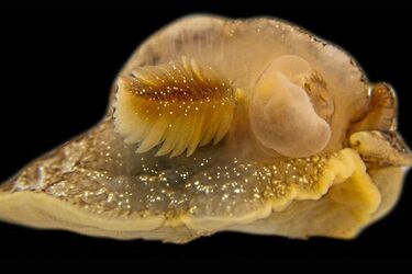 В Британии случайно обнаружили новый вид морских слизей (фото)