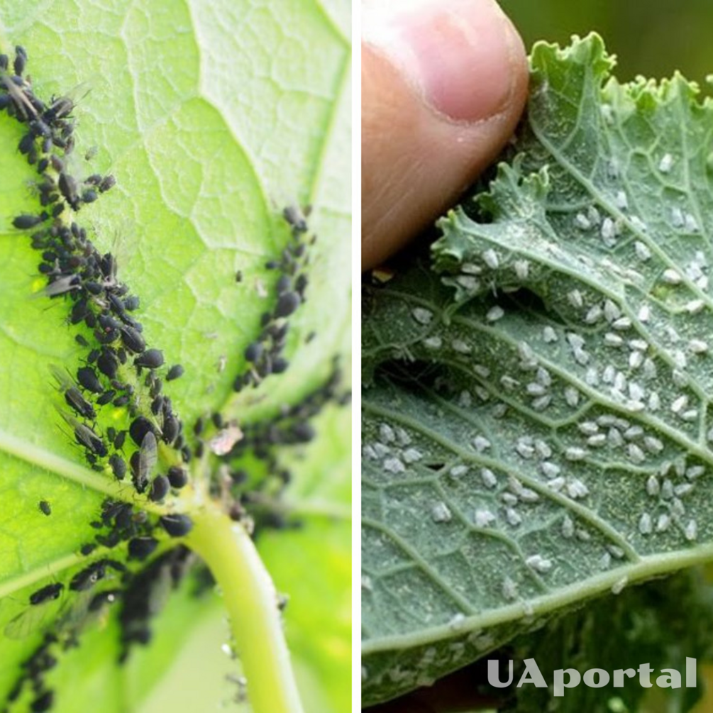 How to fight aphids in the garden: effective life hacks