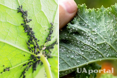 How to fight aphids in the garden: effective life hacks