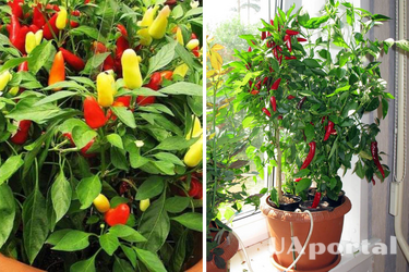 Вкусность на подоконнике: как вырастить перец чили дома