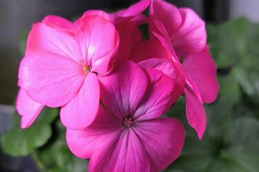 Рекомендации профессионалов для выращивания герани